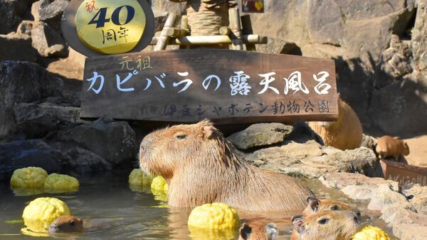 Wasserschweine im heißen Bad des Zoo Izu Shaboten., © -/Izu Shaboten Zoo/dpa